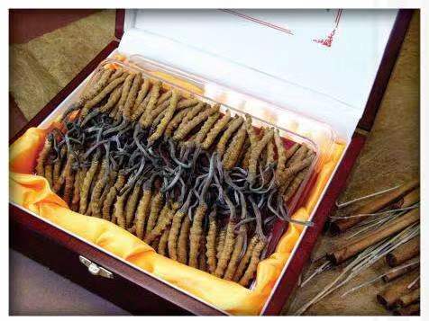 民乐冬虫夏草回收